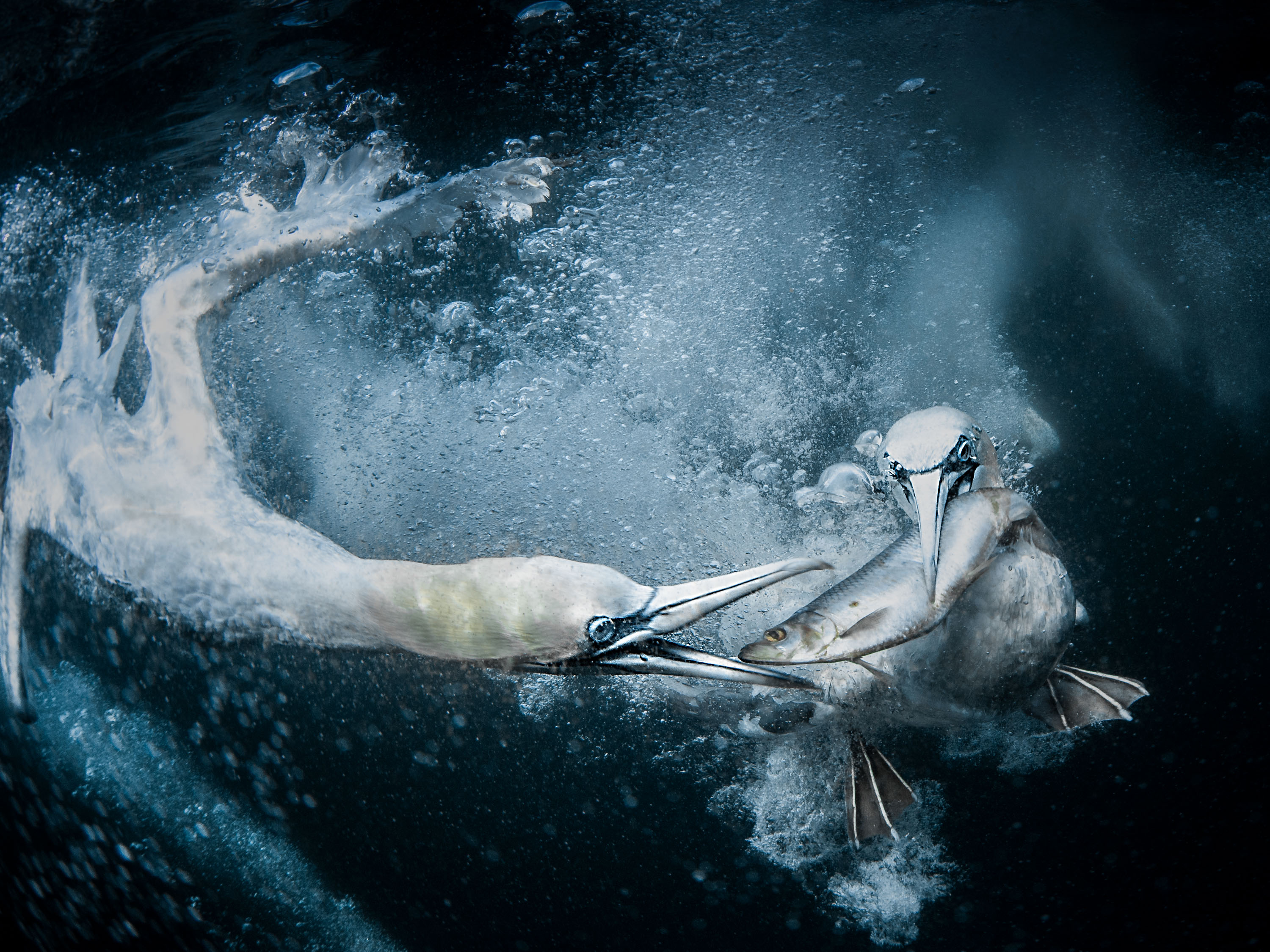 Sony World Photography Awards 2019: объявлены победители в Открытом конкурсе